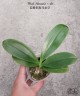 Phal. Almanis × sib 2.5''