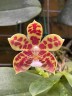 Phal. Almanis × sib 2.5''