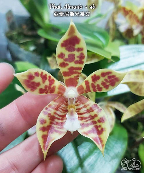 Phal. Almanis × sib 2.5''