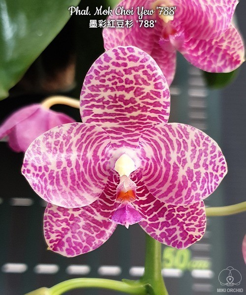 Phal. Mok Choi Yew '788' 2.5'' УЦЕНКА (мех. повр. лист)