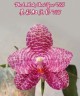 Phal. Mok Choi Yew '788' 2.5'' УЦЕНКА (мех. повр. лист)