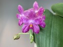 Phal. Mok Choi Yew '788' 2.5'' УЦЕНКА (мех. повр. лист)