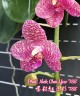 Phal. Mok Choi Yew '788' 2.5'' УЦЕНКА (мех. повр. лист)