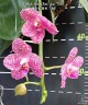 Phal. Mok Choi Yew '788' 2.5'' УЦЕНКА (мех. повр. лист)