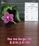 Phal. Mok Choi Yew '788' 2.5'' УЦЕНКА (мех. повр. лист)