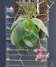 Phal. Mok Choi Yew '788' 2.5'' УЦЕНКА (мех. повр. лист)