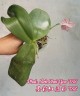 Phal. Mok Choi Yew '788' 2.5'' УЦЕНКА (мех. повр. лист)