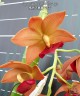 Cyc. Taiwan Gold Orange 2.5"