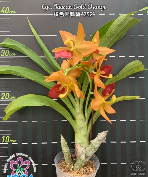 Cyc. Taiwan Gold Orange 2.5