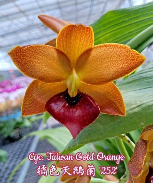 Cyc. Taiwan Gold Orange 2.5"