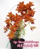 Cyc. Taiwan Gold Orange 2.5"