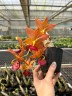 Cyc. Taiwan Gold Orange 2.5"