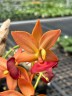 Cyc. Taiwan Gold Orange 2.5"