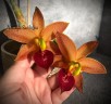 Cyc. Taiwan Gold Orange 2.5"