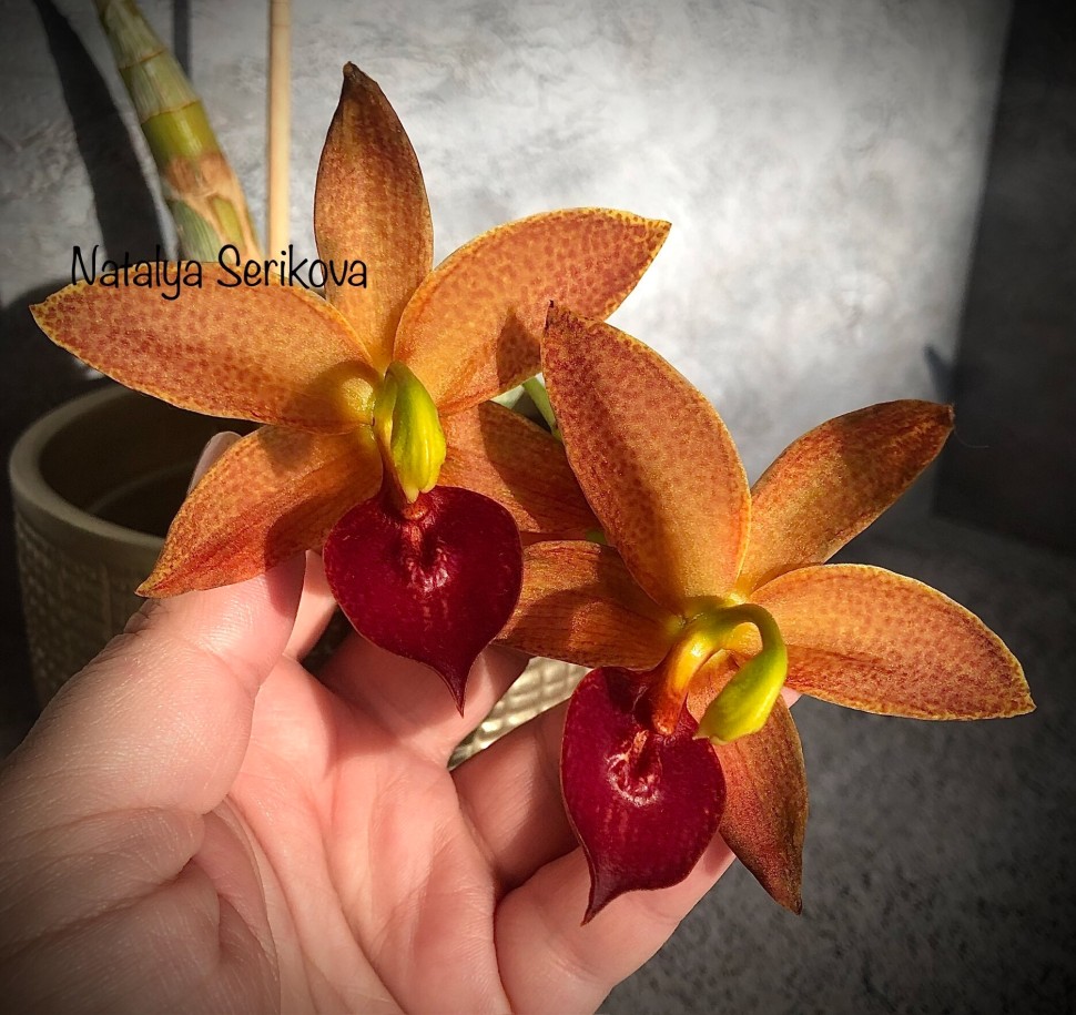 Cyc. Taiwan Gold Orange 2.5