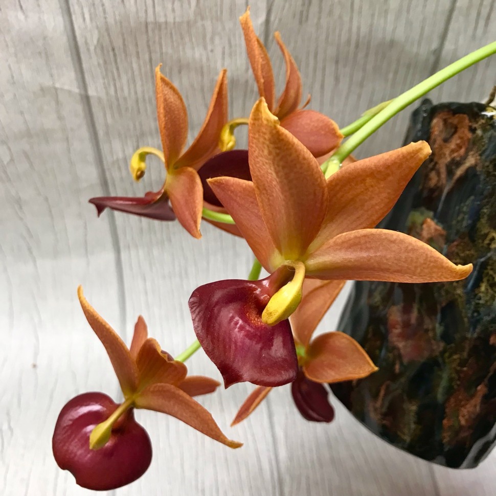 Cyc. Taiwan Gold Orange 2.5