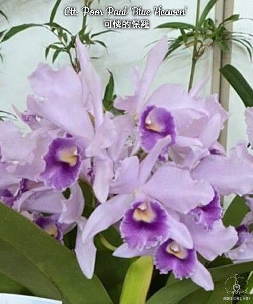 Ctt. Poor Paul 'Blue Heaven' PC/JOS 2.5''