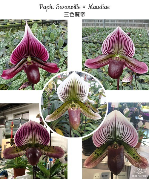 Paph. Susanville × Maudiae 2.5'