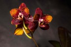 Phal. GC Reyoung Lava 2.5''