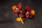 Phal. GC Reyoung Lava 2.5''