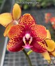 Phal. GC Reyoung Lava 2.5''