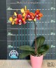 Phal. GC Reyoung Lava 2.5''
