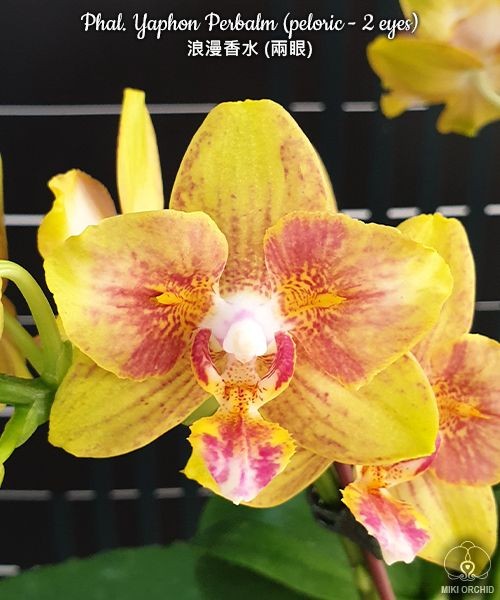 Phal. Yaphon Perbalm (peloric - 2 eyes) 2.5"