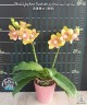 Phal. Yaphon Perbalm (peloric - 2 eyes) 2.5"