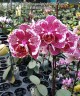 Phal. OX Burgundy (peloric) 2.5'' УЦЕНКА (нет нижних листиков)