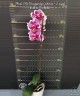 Phal. OX Burgundy (peloric) 2.5'' УЦЕНКА (нет нижних листиков)