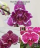 Phal. OX Burgundy (peloric) 2.5'' УЦЕНКА (нет нижних листиков)