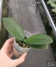 Phal. OX Burgundy (peloric) 2.5'' УЦЕНКА (нет нижних листиков)