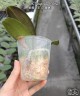 Phal. OX Burgundy (peloric) 2.5'' УЦЕНКА (нет нижних листиков)