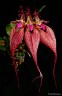 Bulb. rothschildianum × sib 3.0''