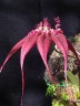 Bulb. rothschildianum × sib 3.0''
