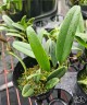 Bulb. rothschildianum × sib 3.0''
