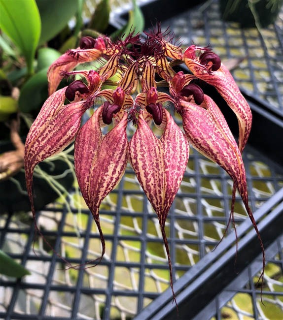 Bulb. rothschildianum × sib 3.0''