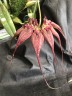 Bulb. rothschildianum × sib 3.0''