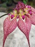 Bulb. rothschildianum × sib 3.0''