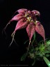 Bulb. rothschildianum × sib 3.0''