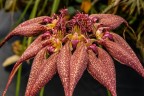 Bulb. rothschildianum × sib 3.0''