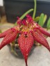 Bulb. rothschildianum × sib 3.0''