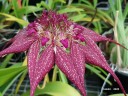 Bulb. rothschildianum × sib 3.0''