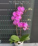 Phal. Queen Barry 'White Edge' 2.5"