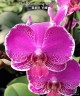 Phal. Queen Barry 'White Edge' 2.5"