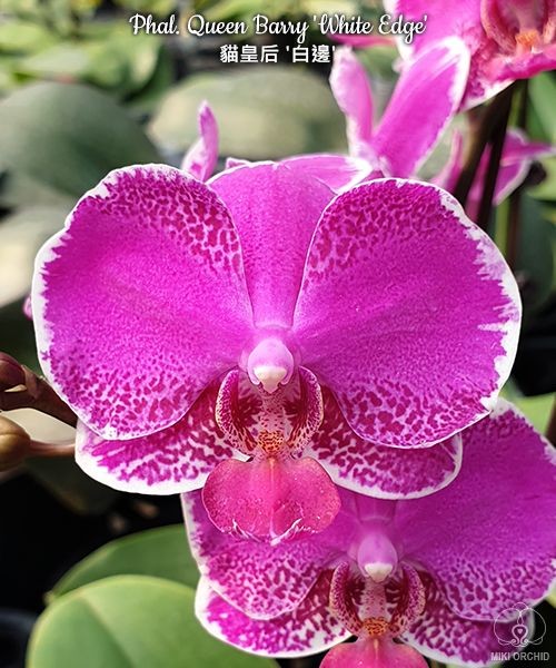 Phal. Queen Barry 'White Edge' 2.5"