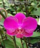 Phal. Queen Barry 'White Edge' 2.5"