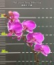 Phal. Queen Barry 'White Edge' 2.5"