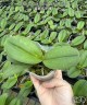 Phal. Queen Barry 'White Edge' 2.5"