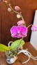 Phal. Queen Barry 'White Edge' 2.5"